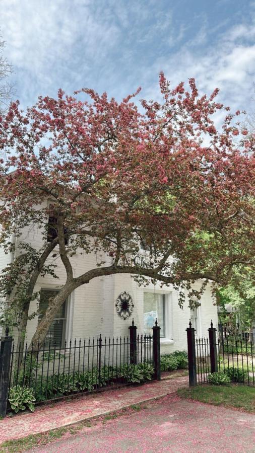 The Ginkgo Tree Bed & Breakfast Mount Pleasant Luaran gambar